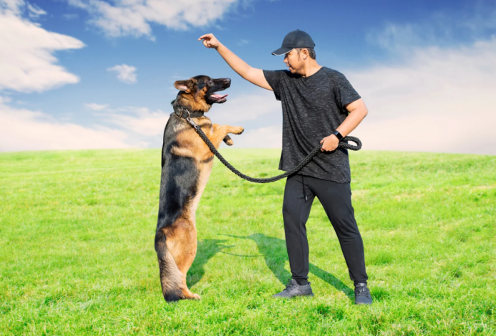 Fetch Your Future: Exploring Accredited Dog Trainer Courses